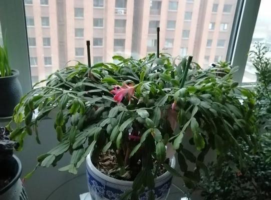 如何正确浇水蟹爪莲？（春夏秋冬，水的量和频率不同，这个来帮你。）-第1张图片-绿意生活