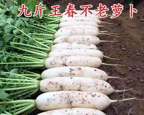 白萝卜种植全攻略（白萝卜栽培时间、栽培方法、收割技巧等详细指南）-第3张图片-绿意生活