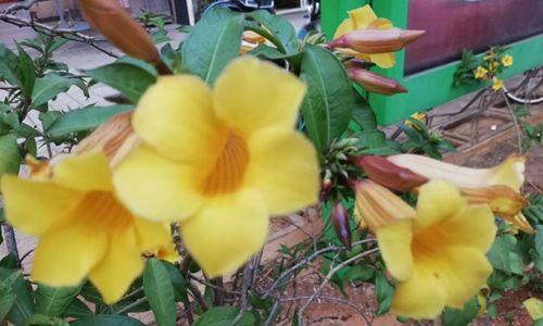 黄蝉花养殖全攻略（从种植到管理，一次性掌握黄蝉花的养护技巧）-第3张图片-绿意生活