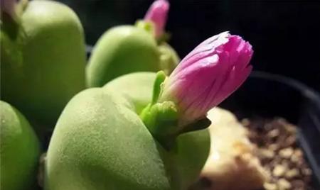 探秘多肉花语之代表意义（深入了解多肉植物背后的意义和象征）-第1张图片-绿意生活