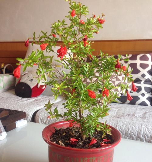 石榴开花季节解析（春夏秋季的开花时机及品种特点）-第2张图片-绿意生活