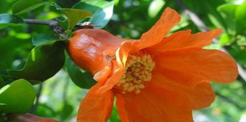 石榴开花季节解析（春夏秋季的开花时机及品种特点）-第1张图片-绿意生活