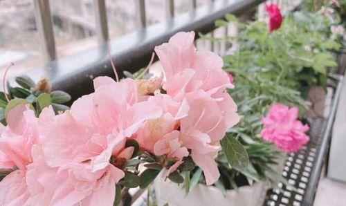 茶花的适温范围（是怕冷还是怕热？）-第1张图片-绿意生活