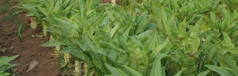 菊苣的形态与特征（探究菊苣的外貌与生长特点）-第3张图片-绿意生活