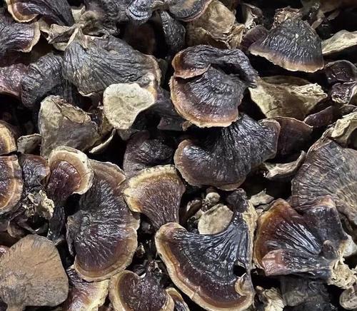 灵芝的分类和特点（菌类还是植物？灵芝的生长环境和功效）-第1张图片-绿意生活