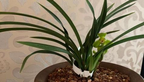 兰草种植技巧（选择最佳种植时间，培育健康兰草）-第2张图片-绿意生活