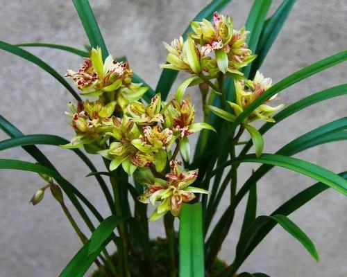 兰草种植技巧（选择最佳种植时间，培育健康兰草）-第3张图片-绿意生活