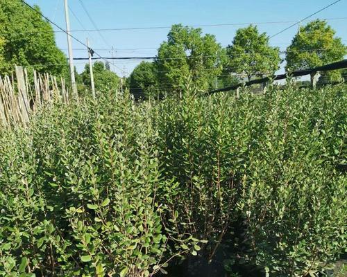 菲油果种植条件（适合生长地方环境）-第3张图片-绿意生活