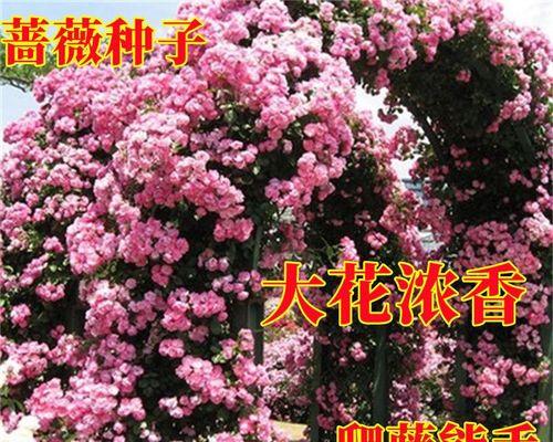 蔷薇花在室内的种植技巧-第2张图片-绿意生活