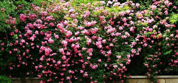 蔷薇花在室内的种植技巧-第3张图片-绿意生活