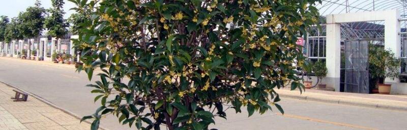 金桂花室内养护全指南（如何在家里养好金桂花？金桂花适合室内养吗？）-第1张图片-绿意生活