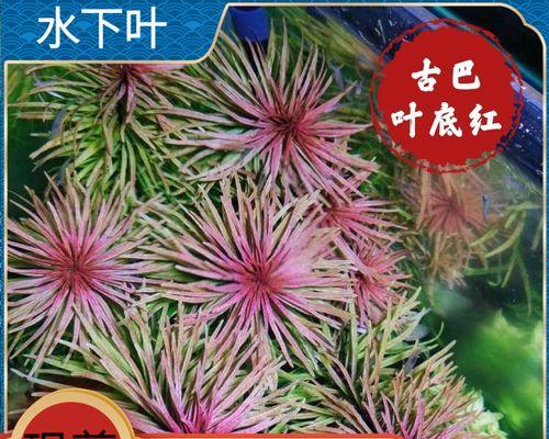 荷兰红养护指南（打造室内/室外绿色角落，）-第1张图片-绿意生活