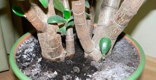 盆栽换土技巧大全（掌握正确的换土时间和方法，让您的盆栽健康成长）-第1张图片-绿意生活