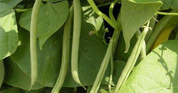 四季豆的种植和管理技术（从种子选择到收获，轻松掌握四季豆种植的技巧）-第2张图片-绿意生活