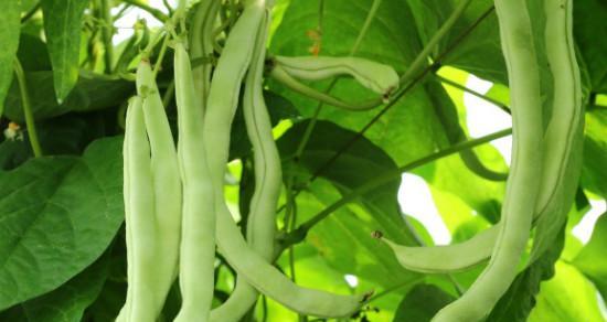 四季豆的种植和管理技术（从种子选择到收获，轻松掌握四季豆种植的技巧）-第3张图片-绿意生活
