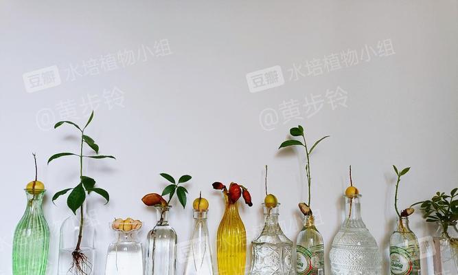 水培芒果种子的种植方法（如何在家中种植芒果？水培技巧全解析）-第2张图片-绿意生活