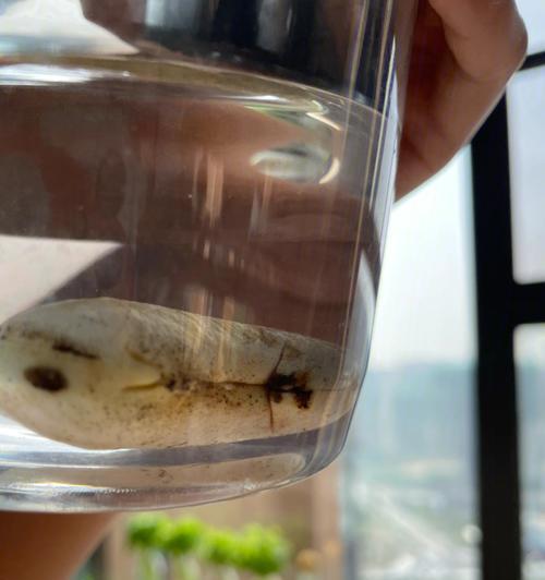 水培芒果种子的种植方法（如何在家中种植芒果？水培技巧全解析）-第3张图片-绿意生活