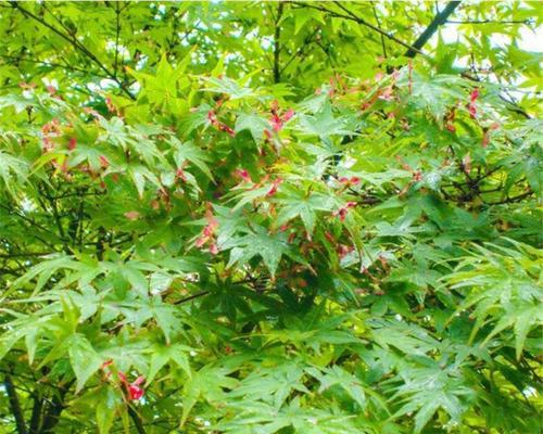 鸡爪槭的分类及特性（探究鸡爪槭的乔木或灌木身份）-第2张图片-绿意生活