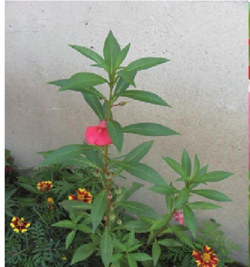 凤仙花是多年生的吗？（探究凤仙花的生命周期及栽培技巧）-第2张图片-绿意生活