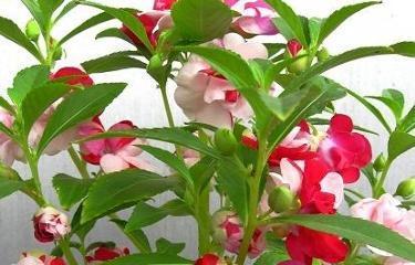 凤仙花是多年生的吗？（探究凤仙花的生命周期及栽培技巧）-第3张图片-绿意生活