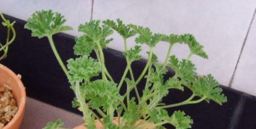 驱蚊草种子发芽时间多久？（种植驱蚊草需要掌握的时间节点）-第3张图片-绿意生活