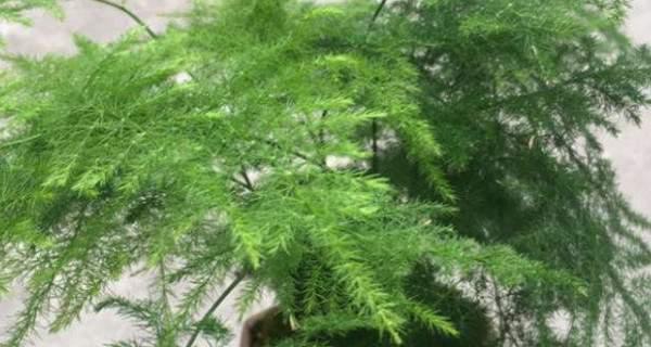 文竹可以浇白糖水吗？——探究文竹的养护方法-第2张图片-绿意生活
