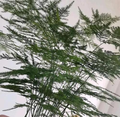 文竹可以浇白糖水吗？——探究文竹的养护方法-第1张图片-绿意生活