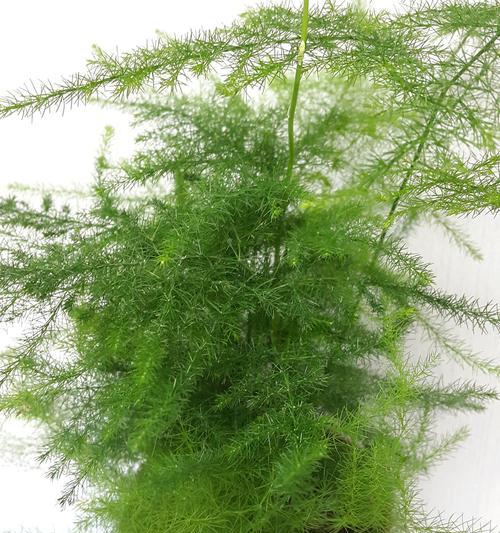 文竹可以浇白糖水吗？——探究文竹的养护方法-第3张图片-绿意生活