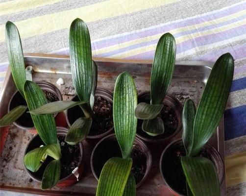 君子兰种子的最佳种植时间（掌握这些关键时期，成功种出美丽的君子兰！）-第2张图片-绿意生活