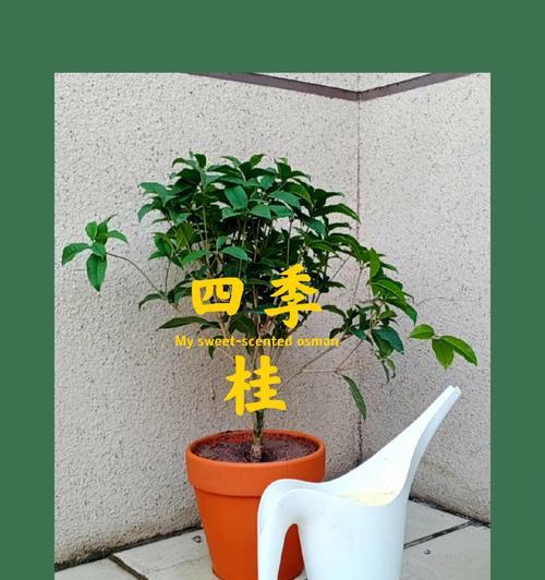 四季桂冬天能否存活（寒冬考验，是真的会冻死吗）-第1张图片-绿意生活