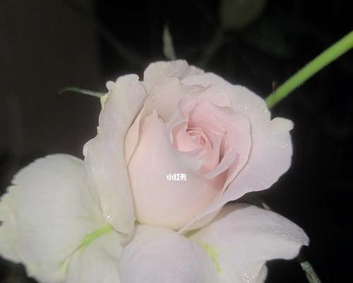 莎菲天使月季的优缺点剖析（健康美丽的花朵欣赏与照料）-第1张图片-绿意生活
