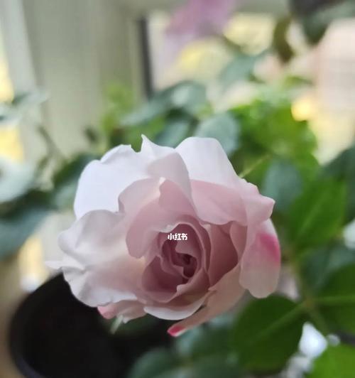 莎菲天使月季的优缺点剖析（健康美丽的花朵欣赏与照料）-第2张图片-绿意生活