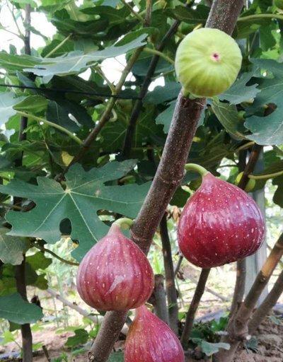 无花果树病虫害防治（技术措施与方法）-第3张图片-绿意生活