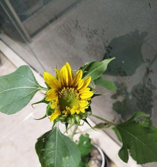 向日葵开花时间详解（探究向日葵开花期，让你更懂这朵太阳花）-第1张图片-绿意生活