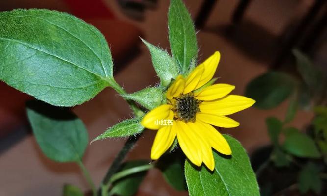 向日葵开花时间详解（探究向日葵开花期，让你更懂这朵太阳花）-第2张图片-绿意生活