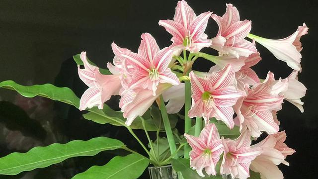 白肋朱顶红的养殖与安全注意事项（放心在室内养，但需注意这些问题）-第2张图片-绿意生活