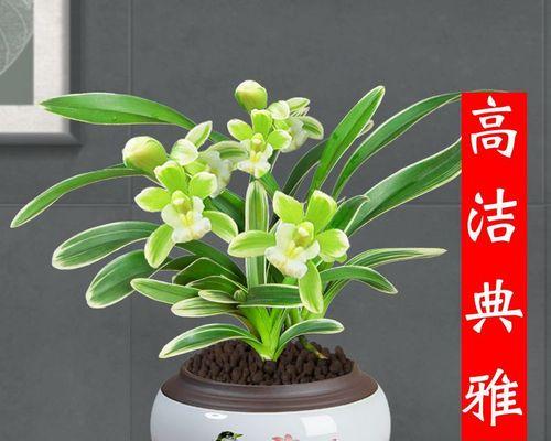 兰花——高雅的花卉之王（一种美丽而神秘的植物，其花朵清香宜人，文化内涵丰富）-第1张图片-绿意生活