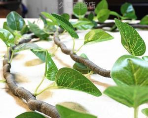 探秘香奈——一种神秘的花卉（品读香奈的种类、特点及应用领域）-第1张图片-绿意生活