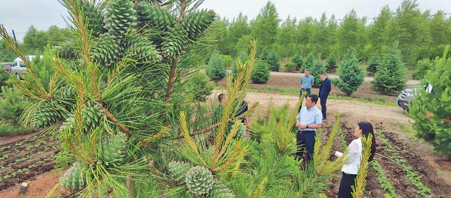 红松是重要的保护植物（生态保护、森林防火）-第2张图片-绿意生活