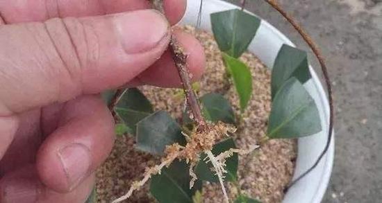 茶花的水养方法剖析（科学的水养技巧让你种出茶花盛景）-第3张图片-绿意生活