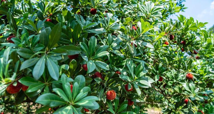 杨梅属植物的科属及分类详解-第1张图片-绿意生活