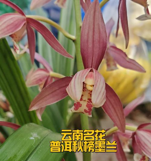 墨兰花香真的有毒吗？（探究墨兰花香的神秘面纱，解开真相！）-第2张图片-绿意生活