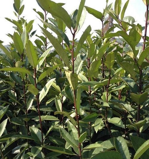 了解苦丁茶——一种盛行于云南的饮品（探寻苦丁茶的生长环境、历史文化和健康功效）-第2张图片-绿意生活