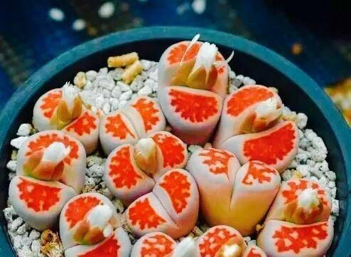生石花开花时间与养护方法（了解生石花开花的秘密，从养护开始）-第1张图片-绿意生活