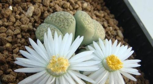 生石花开花时间与养护方法（了解生石花开花的秘密，从养护开始）-第3张图片-绿意生活