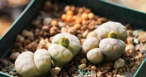 生石花开花时间与养护方法（了解生石花开花的秘密，从养护开始）-第2张图片-绿意生活