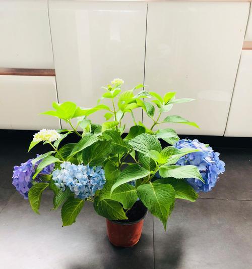 详解绣球花换盆的最佳时间和方法（让你的绣球花持续茂盛生长的技巧）-第3张图片-绿意生活