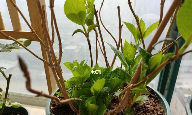 详解绣球花换盆的最佳时间和方法（让你的绣球花持续茂盛生长的技巧）-第2张图片-绿意生活