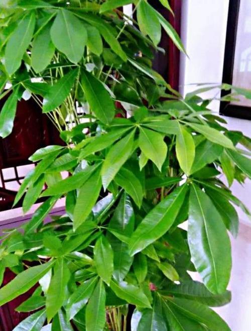 发财树的生长环境条件及特点（掌握这些，让你的发财树更加健康茁壮）-第1张图片-绿意生活