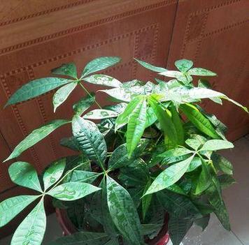 发财树的生长环境条件及特点（掌握这些，让你的发财树更加健康茁壮）-第3张图片-绿意生活